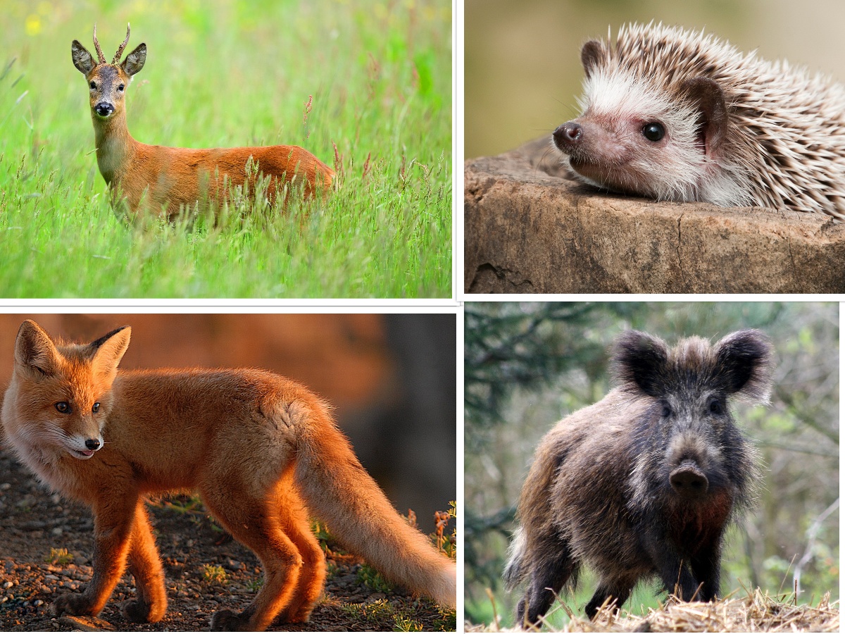 Animals in the Olympus Massif